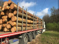 Châtaignier en grume – Camion complet 50 stères