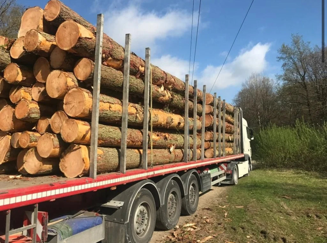 Châtaignier en grume – Camion complet 50 stères